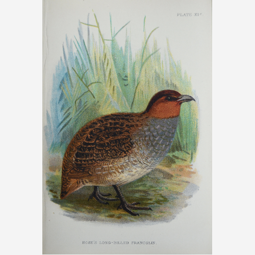 "Птицы".  Хромолитографии опубликованная в 1894-97 годах в Лондоне для журнала "Естественная история Ллойдса" 