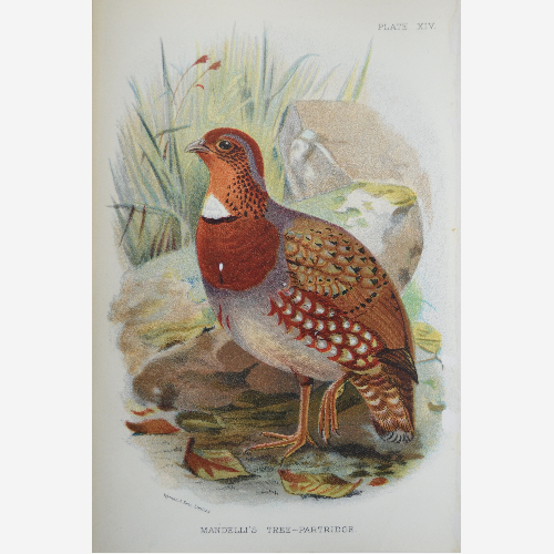 "Птицы".  Хромолитографии опубликованная в 1894-97 годах в Лондоне для журнала "Естественная история Ллойдса" 